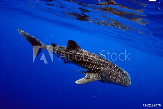 Picture of Giant sea whale shark Exciting for divers
